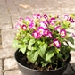 10 KAUAI MIX TORENIA Fournieri Sun or Shade Wishbone Flower Seeds - Mixed Colors 2 Tone Blue Red Pink