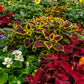100 Mixed Colors COLEUS RAINBOW MIX Shade Houseplant Solenostemon Flower Seeds