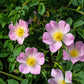 50 Thornless Pink DOG BRIER ROSE Bush Rosa Canina Inermis Victory Garden Fragrant Flower Seeds