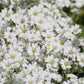 1500 SNOW IN SUMMER (Chickweed) Cerastium Biebersteinii Flower Seeds