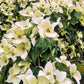 20 HIMALAYAN DOGWOOD / STRAWBERRY Tree Cornus Capitata White & Pink Flower Red Fruit Seeds