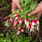 750 FRENCH BREAKFAST RADISH Raphanus Sativus Vegetable Seeds