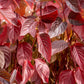 25 FIRE and ICE DOGWOOD Cornus Alba Shrub Tree Variegated Red Bark White Berry & Flower Seeds