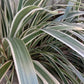 10 Variegated NEW ZEALAND FLAX Phormium Tenax Variegatum Ornamental Grass Flower Seeds