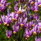 25 MIDLAND SHOOTING STAR (Flamingo Flower / Birds Bills / Prairie Pointer) Dodecatheon Meadia Flower Seeds