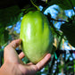 5 GIANT GRANADILLA Red Passion Flower Passiflora Quadrangularis Yellow Fruit Vine Seeds