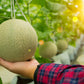 200 IROQUOIS CANTALOUPE Melon Fruit Cucumis Melo Seeds