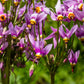 25 MIDLAND SHOOTING STAR (Flamingo Flower / Birds Bills / Prairie Pointer) Dodecatheon Meadia Flower Seeds