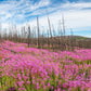 300 FIREWEED / ROSEBAY (Great Willowherb) Epilobium Angustifolium Flower Seeds