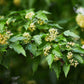 20 Tatarian FLAME MAPLE TREE Red Acer Tataricum Seeds