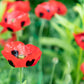 150 Red LADYBIRD POPPY Papaver Commutatum Scarlet Black Flower Seeds