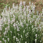 20 WHITE LAVENDER English Lavandula Angustifolia Herb Flower Seeds