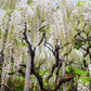 5 WHITE WISTERIA Floribunda Alba Ornamental Japanese Flower Vine Seeds