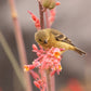 25 RED YUCCA Hesperaloe Parviflora aka Hummingbird, Coral, & Texas Yucca Flower Seeds