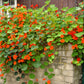 50 Mixed Colors DWARF JEWEL NASTURTIUM Tropaeolum Minus Flower Seeds