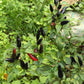 25 BLACK HUNGARIAN PEPPER Capsicum Annuum Mildly Hot Vegetable Seeds