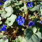 200 CALIFORNIA BLUEBELL (Wild Canterbury Bells / Desert Blue Bell) Phacelia Campanularia Flower Seeds