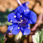 200 CALIFORNIA BLUEBELL (Wild Canterbury Bells / Desert Blue Bell) Phacelia Campanularia Flower Seeds