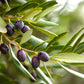 10 CANINO OLIVE TREE Olea Europaea Canino Edible European Common Green Black Fruit Seed