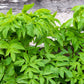 30 ANGELICA Archangelica Officinalis Edible Archangel / Holy Ghost Herb Seeds