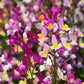 2000 Mixed MOROCCAN TOADFLAX / SNAPDRAGON Linaria Maroccana Flower Seeds