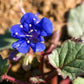 200 CALIFORNIA BLUEBELL (Wild Canterbury Bells / Desert Blue Bell) Phacelia Campanularia Flower Seeds