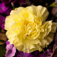 50 YELLOW CARNATION Dianthus Caryophyllus Grenadin Double Flower Seeds