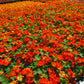 50 Mixed Colors DWARF JEWEL NASTURTIUM Tropaeolum Minus Flower Seeds