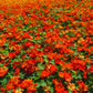 25 Dwarf RED EMPRESS NASTURTIUM Tropaeolum Majus Nanum Hummingbird Flower Seeds