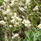 150 White PUSSYTOES Cats Paws Antennaria Flower Seeds