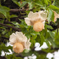 5 African BAOBAB TREE Adansonia Digitata Monkey Bread Judas Fruit Seeds