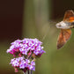 150 BUENOS AIRES VERBENA Brazilian Purple Bonariensis Patagonica Flower Seeds