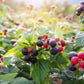 50 BLACK RASPBERRY Rubus Leucodermis Fruit Bush Vine Seeds