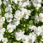 50 WHITE PANSY Clear Crystals Violet Viola Wittrockiana Flower Seeds