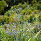 500 Blue Chinese FORGET ME NOT (Hounds Tongue) Cynoglossum Amabile Flower Seeds