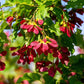 20 Tatarian FLAME MAPLE TREE Red Acer Tataricum Seeds