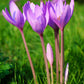 10 AUTUMN CROCUS Colchicum Autumnale Meadow Saffron Flower Seeds