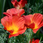 1000 MIXED Colors CALIFORNIA POPPY (Ballerina / Mission Bells) Eschscholzia Californica Flower Seeds