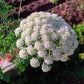 50 FEMALE GINSENG Dong Quai Chinese Angelica Sinensis Herb White Flower Seeds
