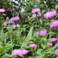 500 MIXED SWEET SULTAN Imperialis Mix Amberboa Moschata Centaurea Flower Seeds - Pink, Rose, Lilac, Purple, Mauve, White, & Yellow