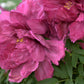 10 TREE PEONY Mountain Paeony Paeonia Suffruticosa Arborea Mixed Colors Red Pink White Purple Yellow Bicolor Flower Shrub Seeds