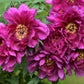 10 TREE PEONY Mountain Paeony Paeonia Suffruticosa Arborea Mixed Colors Red Pink White Purple Yellow Bicolor Flower Shrub Seeds