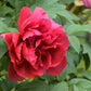 10 TREE PEONY Mountain Paeony Paeonia Suffruticosa Arborea Mixed Colors Red Pink White Purple Yellow Bicolor Flower Shrub Seeds