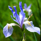 50 MISSOURI IRIS Missouriensis Rocky Mountain Blue Purple Yellow Flower Seeds