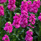 50 Rose PINK STOCK Matthiola Incana Ten-Week Gillyflower Seeds