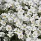 1500 SNOW IN SUMMER (Chickweed) Cerastium Biebersteinii Flower Seeds