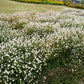 50 GLOBE AMARANTH MIX Gomphrena Globosa Mixed Colors Amaranthus Flower Seeds