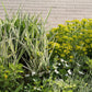 1000 Variegated RIBBON GRASS Reed Canary Phalaris Arundinacea Pink Flower Seeds