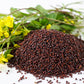1000 BROWN MUSTARD Brassica Juncea Vegetable Herb Seeds
