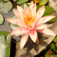 5 BOWL LOTUS Mixed Colors Dwarf Nelumbo Nucifera Aquatic Flower Seeds